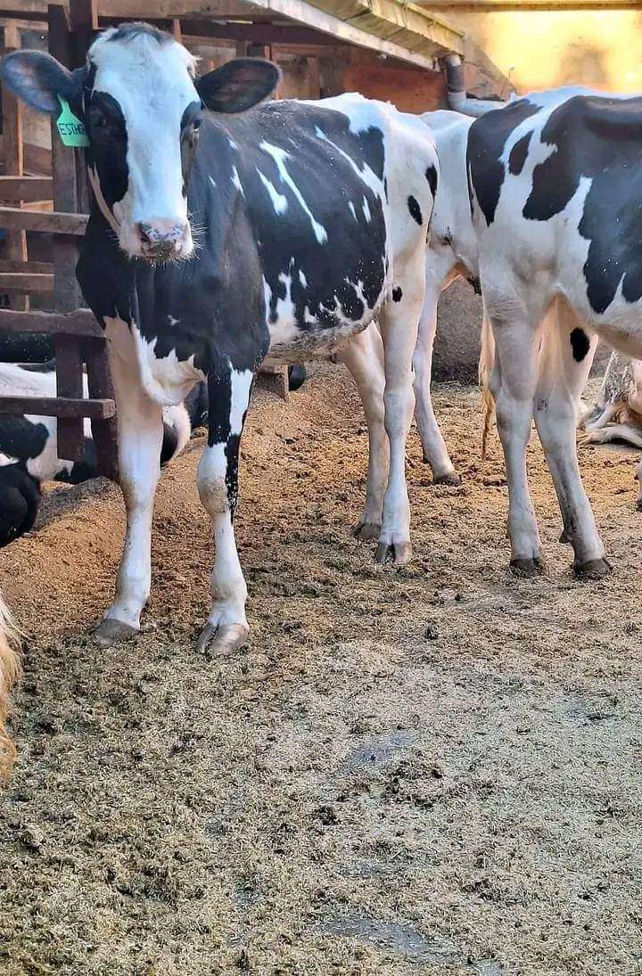 Dairy cow 🐮