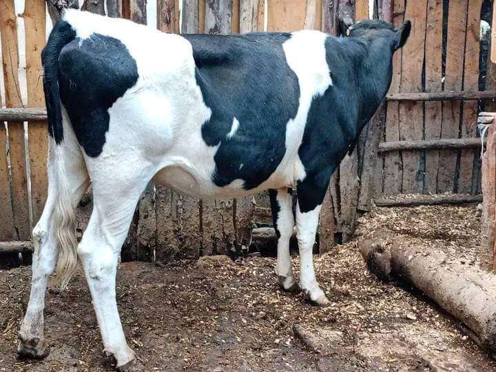 Dairy cow 🐮