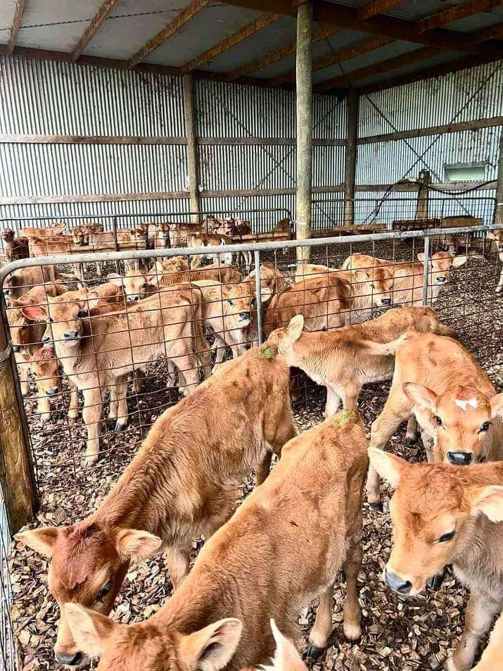 Jersey 🐄