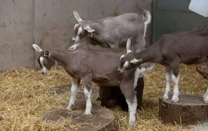 Dairy Goats