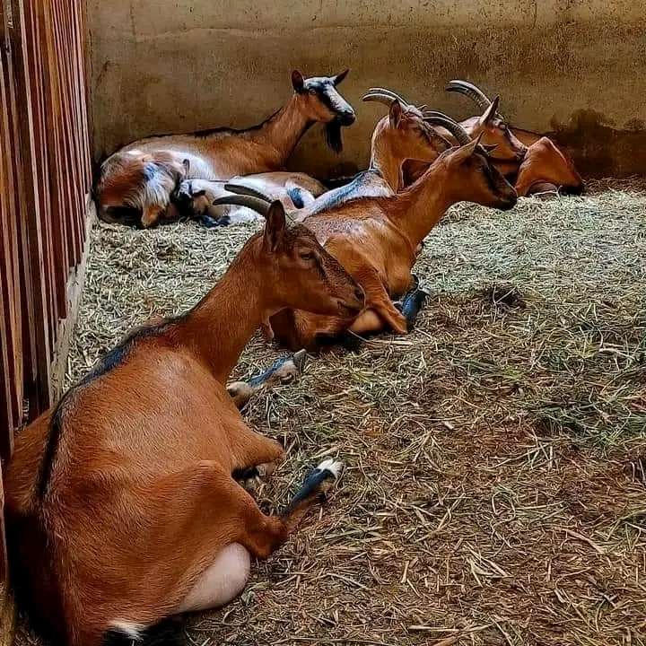 Dairy Goats