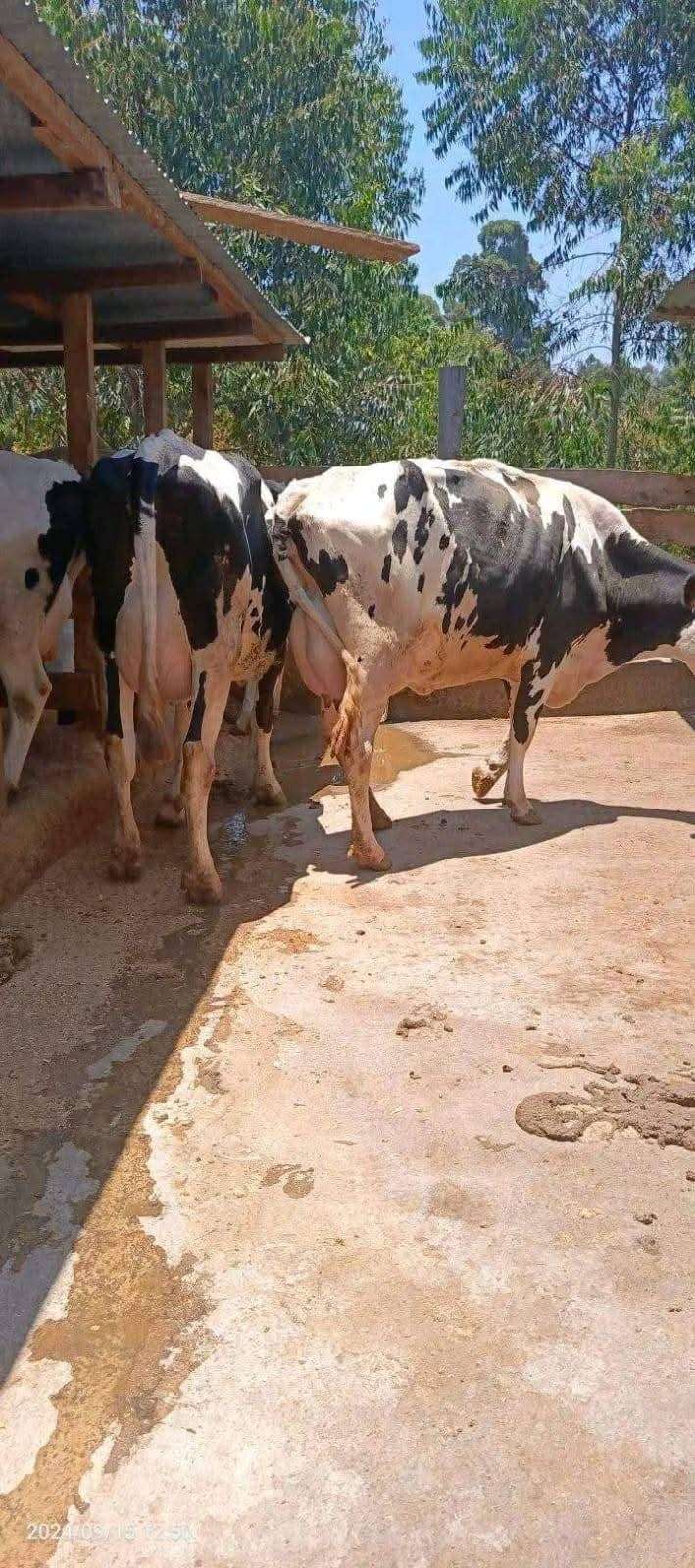 Incalf heifers, high yielder