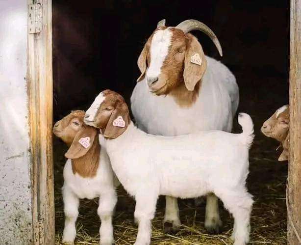 Boar Goat 🐐
