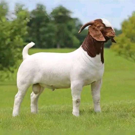 Boar Goat 🐐