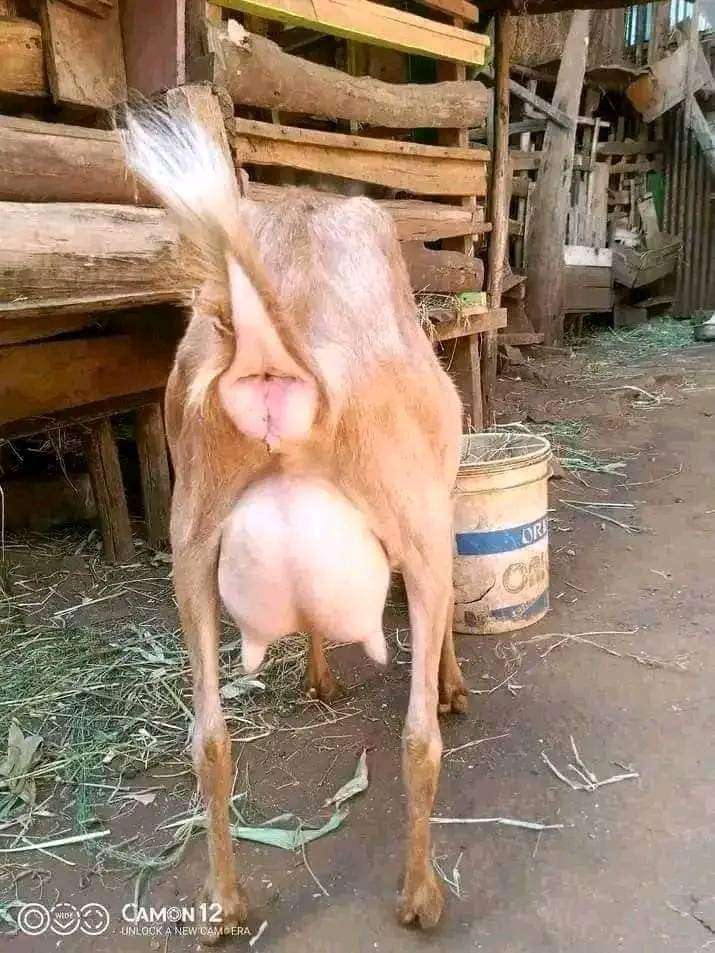 Dairy goats 🐐
