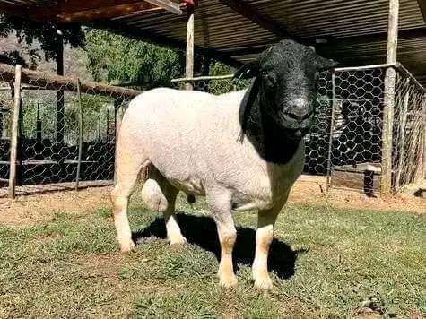 Dorper sheep 🐑
