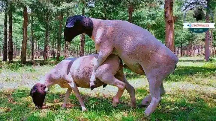 Dorper sheep 🐑