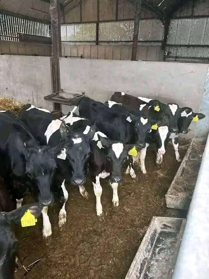 Calves 4 months old for sale