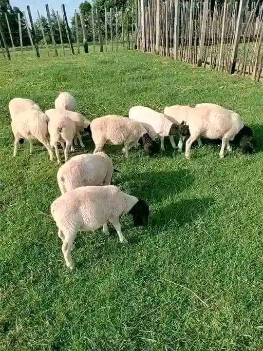 Quality dorpers for sale