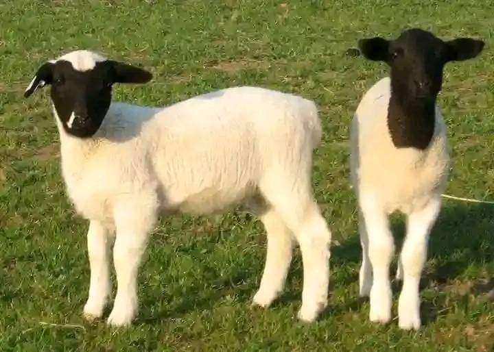 Quality dorpers for sale