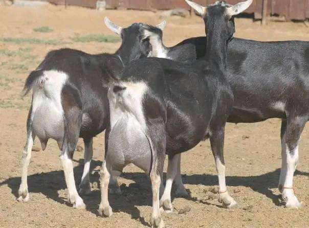 Premium Pregnant Dairy Goats for Sale! 🐐