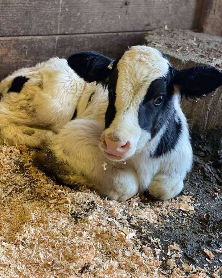 Get any of these dairy cow calves breed