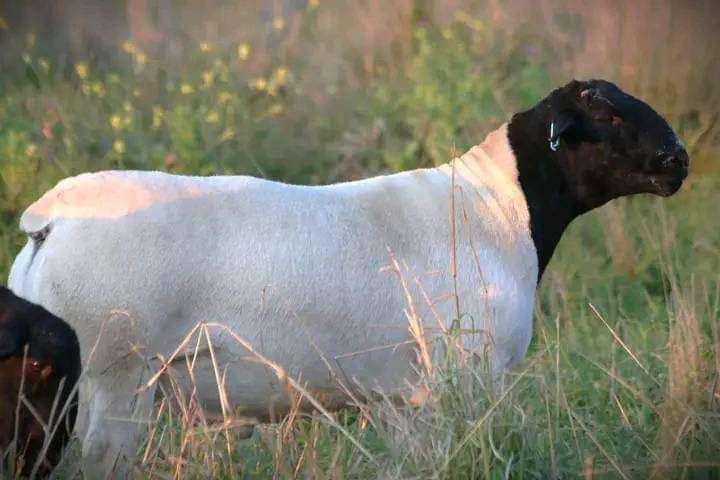 BLACKHEADED AND WHITE DORPER