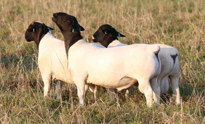 BLACKHEADED AND WHITE DORPER