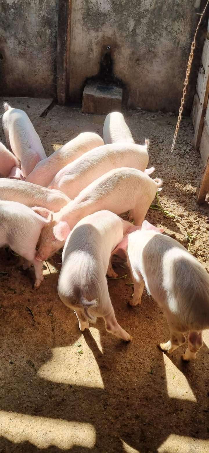 Pig for sale