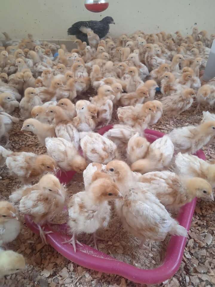 Chicken for sale