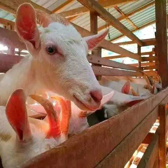 Goat for sale