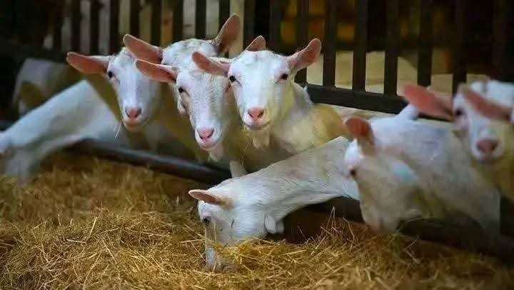 Goat for sale