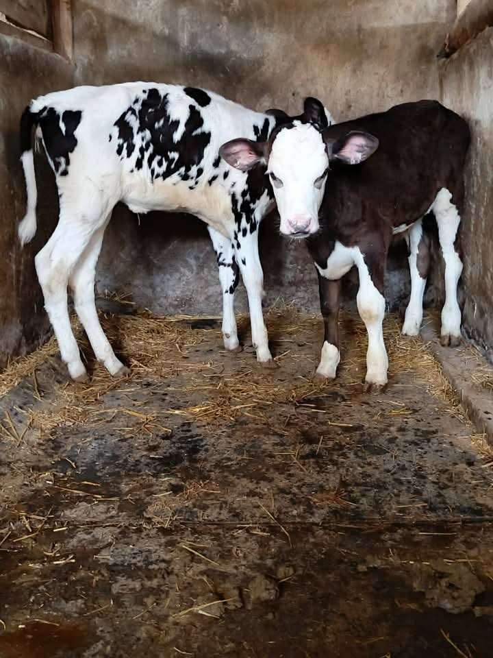 Dairy Calves for sale