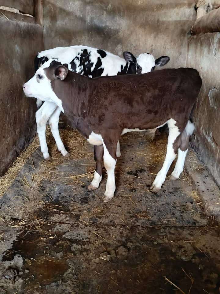 Dairy Calves for sale
