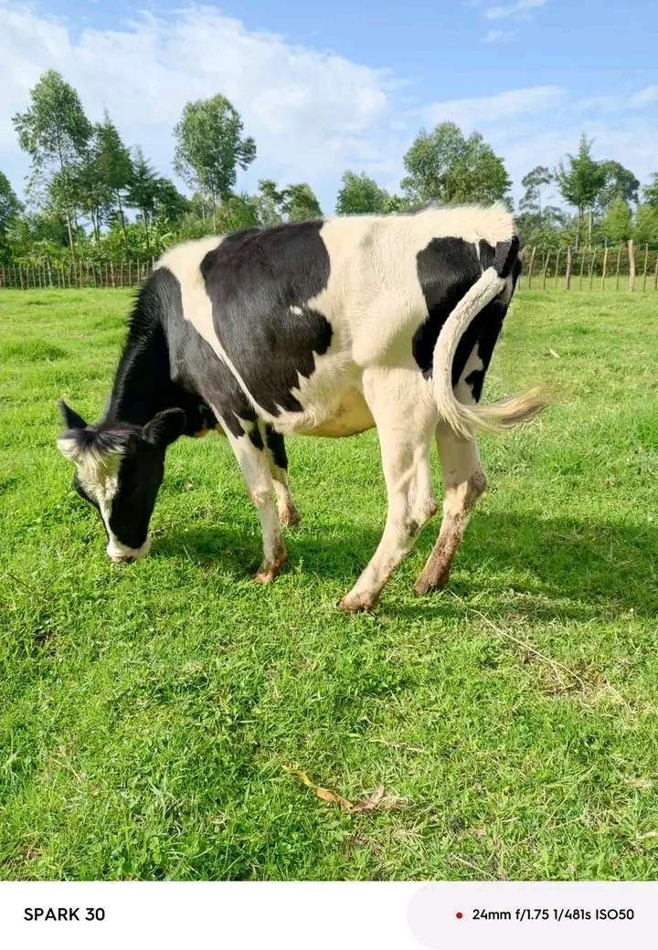 Pure Friesian Heifer